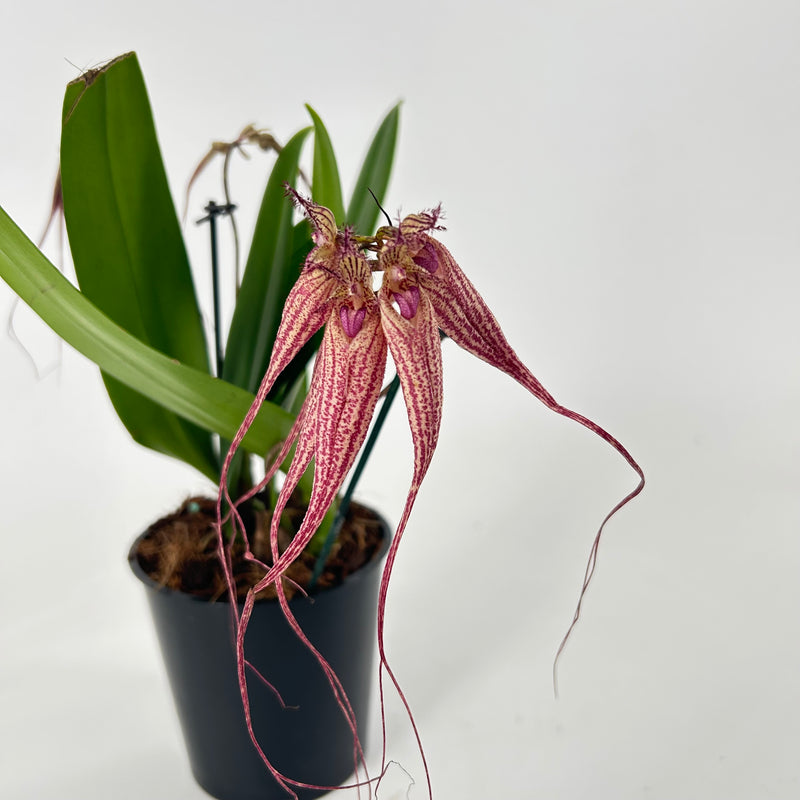 Cirrhopetalum ELISABETH ANN &