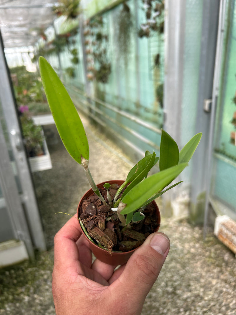 Cattleya bicolor