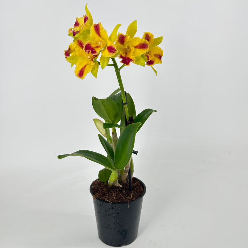 Cattleya Hybride "Berta"