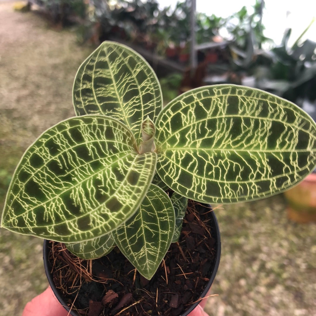 Macode's petola – Hennis Orchideen