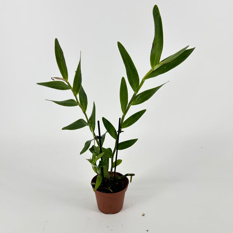 Epidendrum henschenii