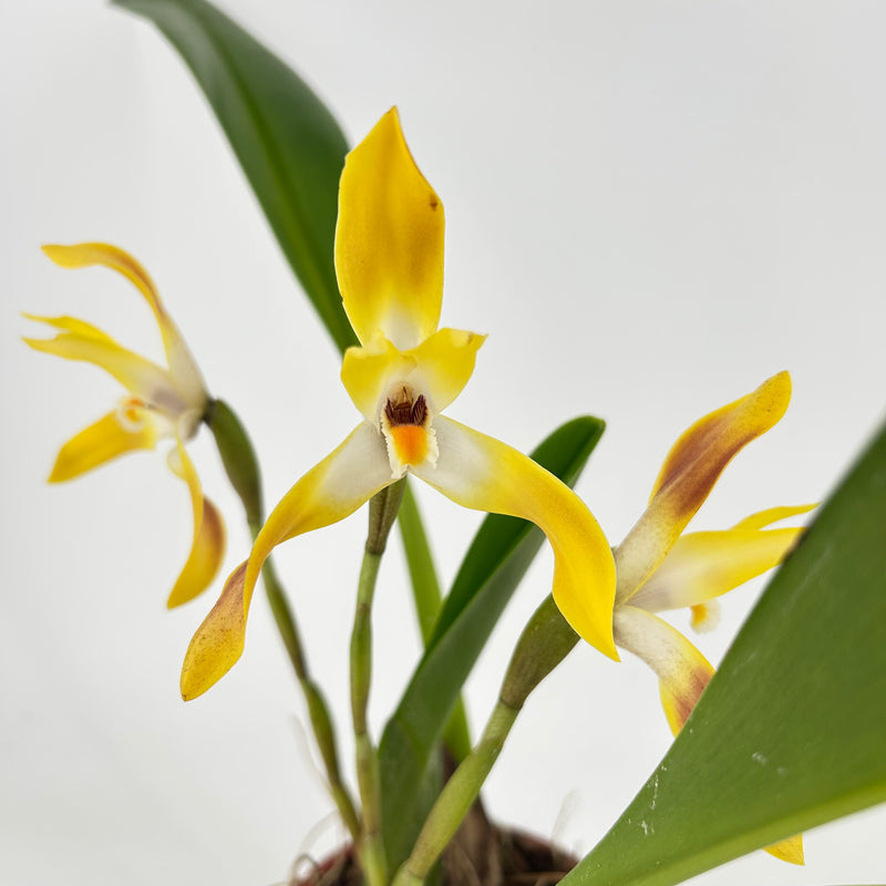 Maxillaria luteo-alba