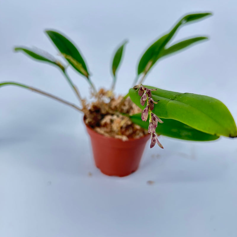 Acianthera pubescens