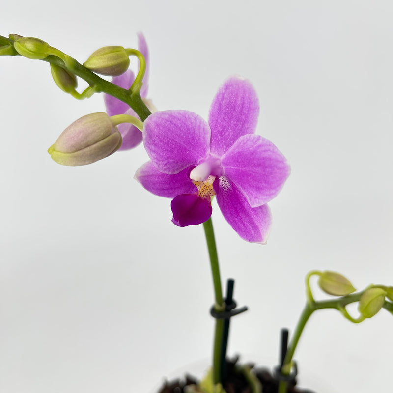 Phalaenopsis ROSEMARY BLUE