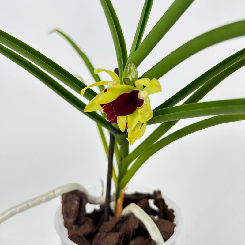 Vanda cristata Hybride