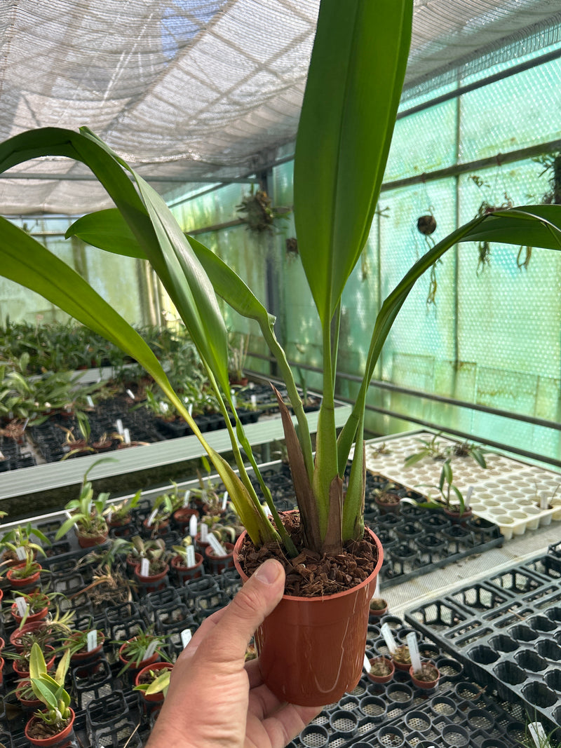 Maxillaria fractiflexa