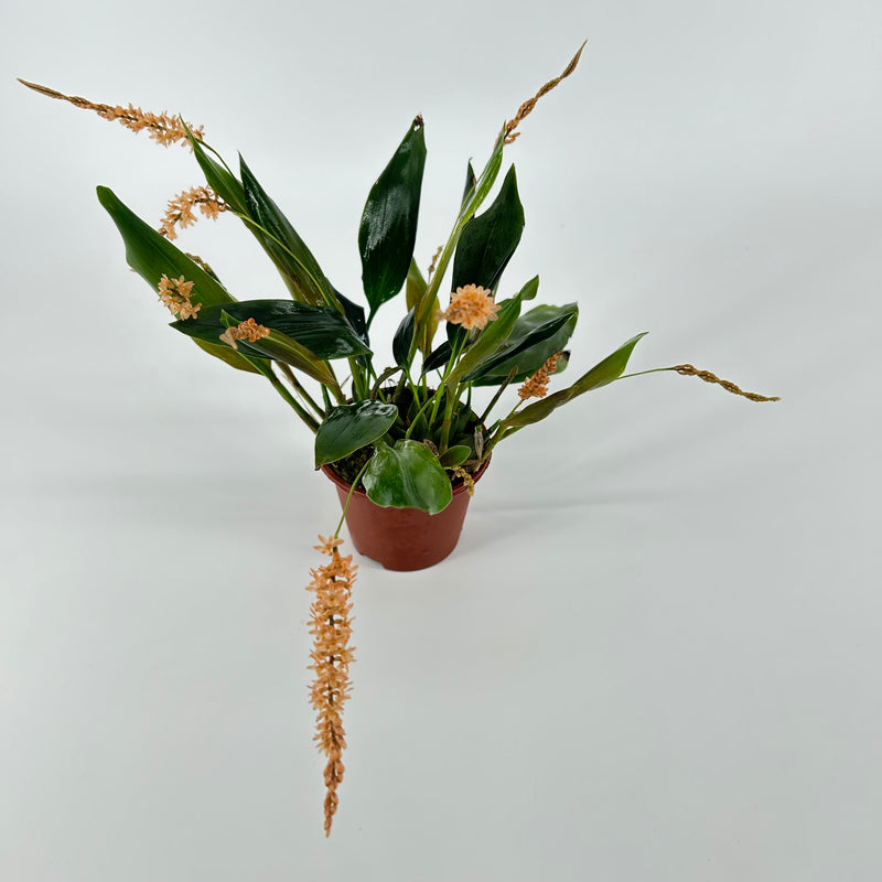 Dendrochilum bicallosum