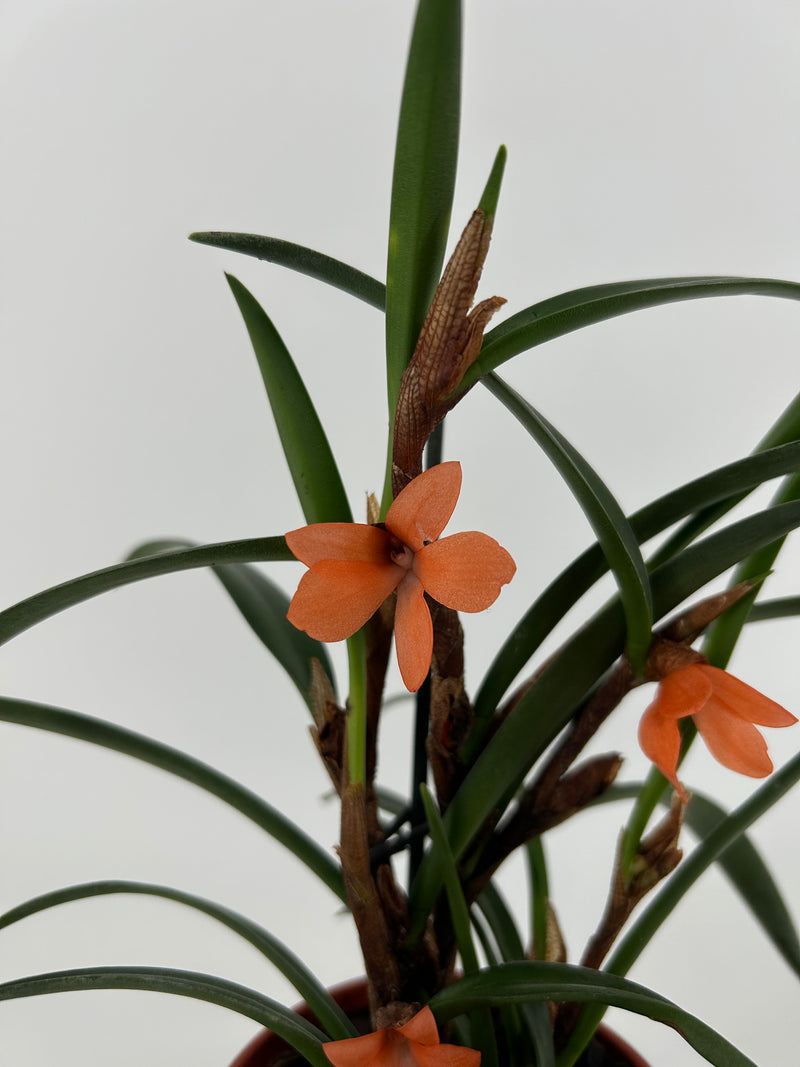 Ceratostylis rubra