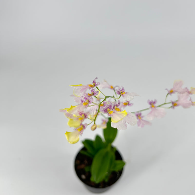 Ionicidium POPCORN &