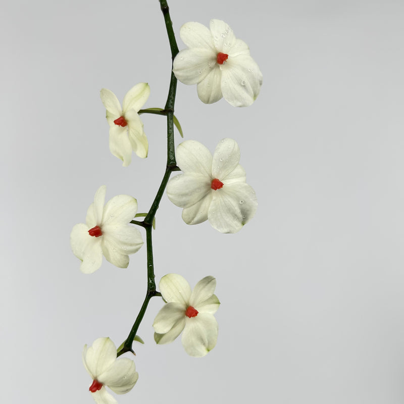 Aerangis rhodosticta