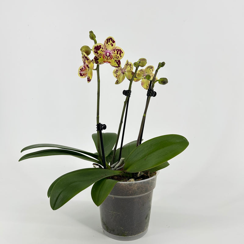 Phalaenopsis Hybride &