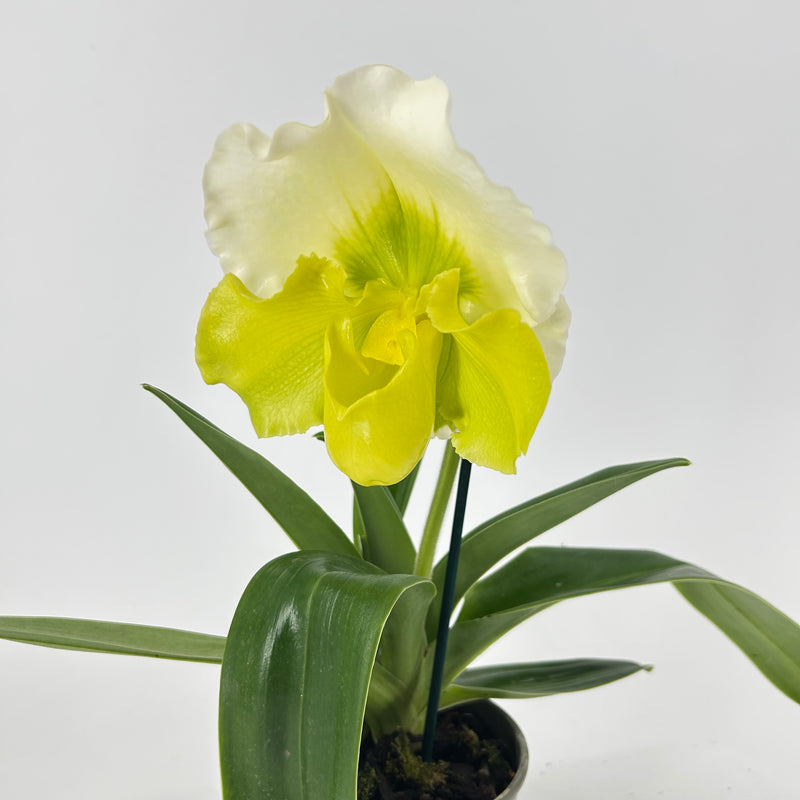 Paphiopedilum Hybride grün-weiß