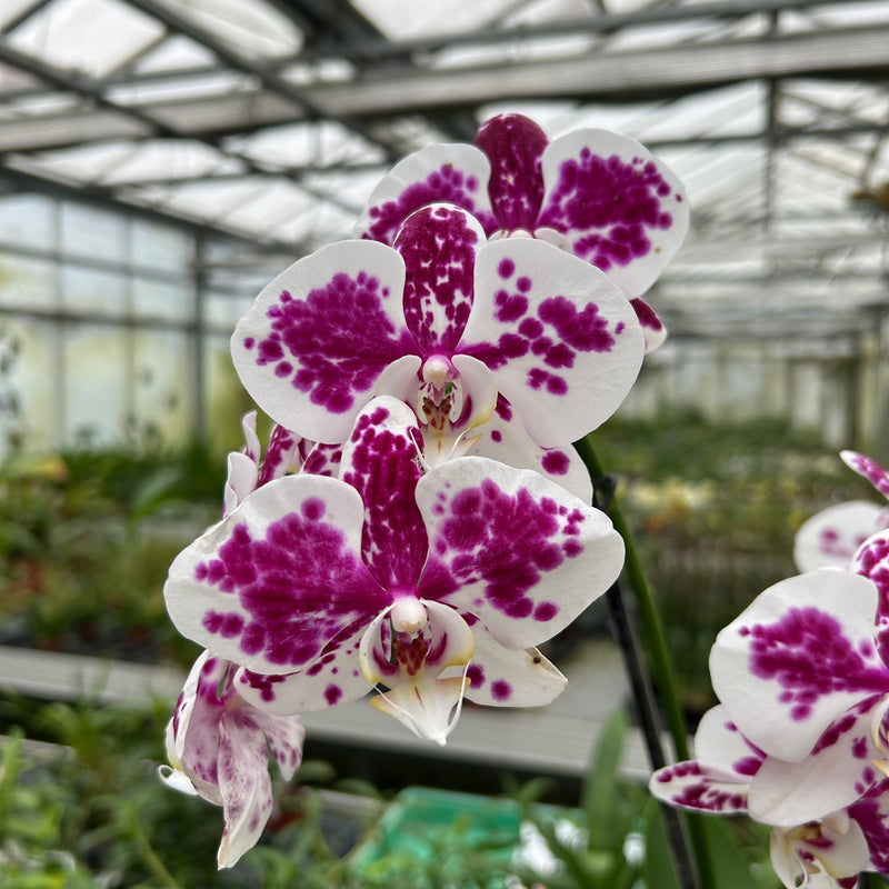 Phalaenopsis Marrakesh