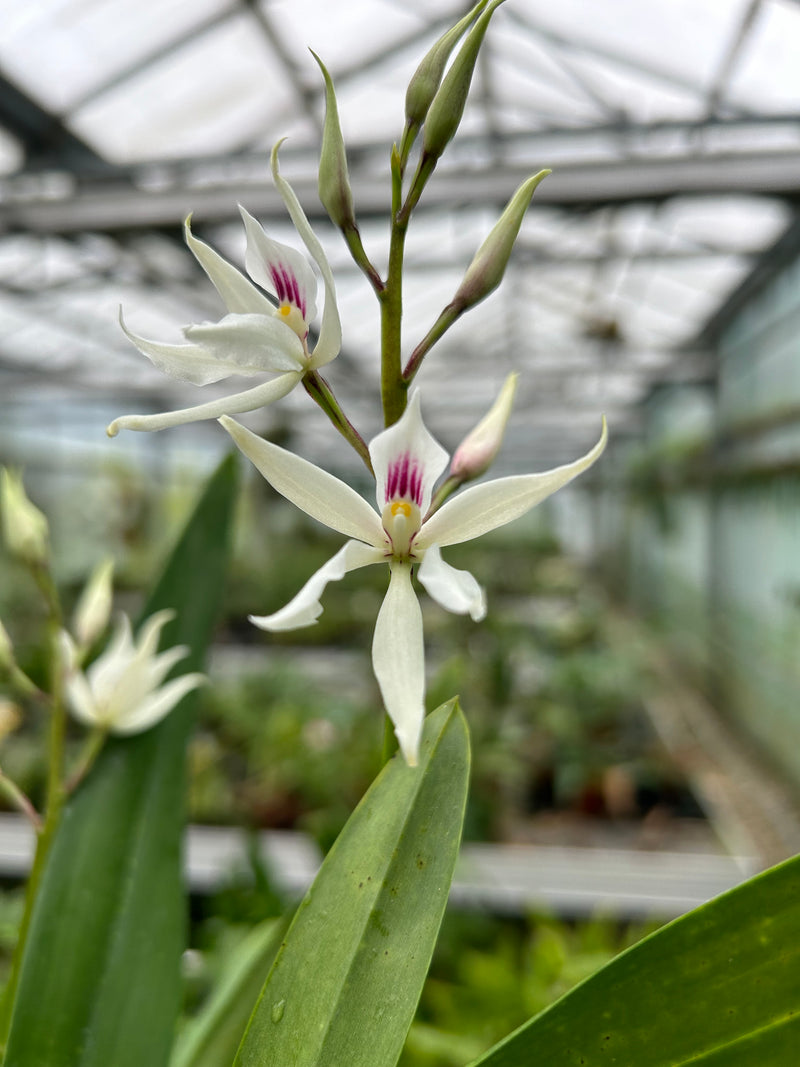 Encyclia glumacea