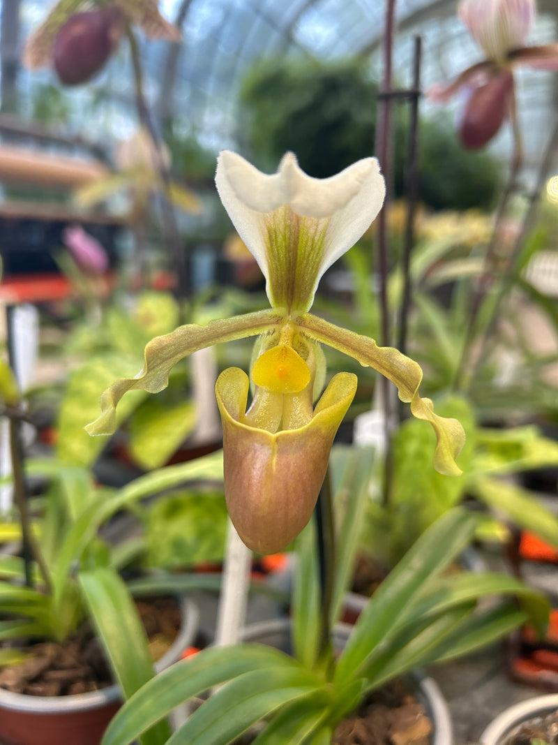 Paphiopedilum barbigerum