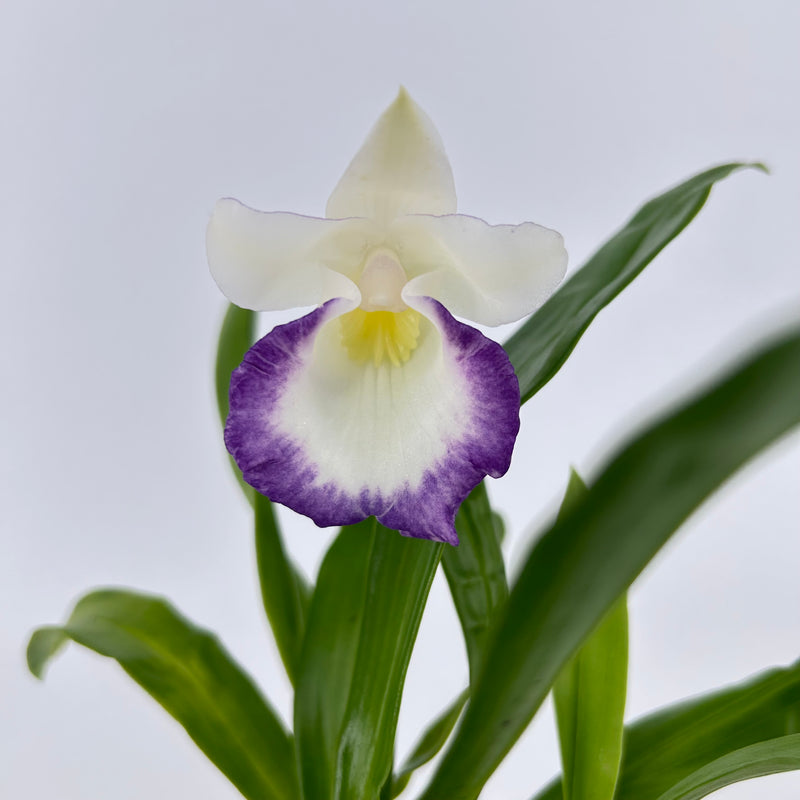 Cochleanthes Hybride &