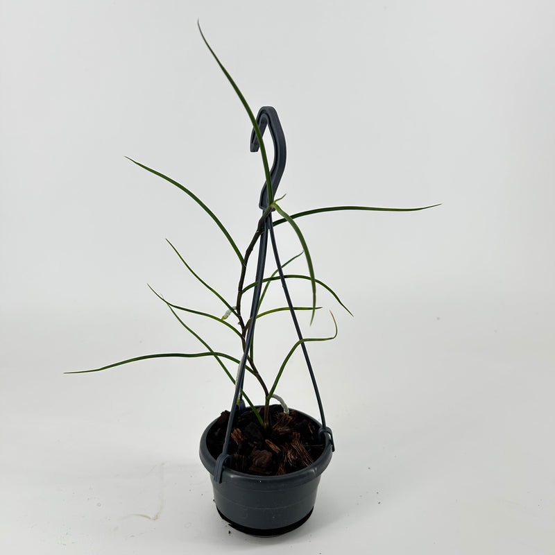Papilionanthe vandarum