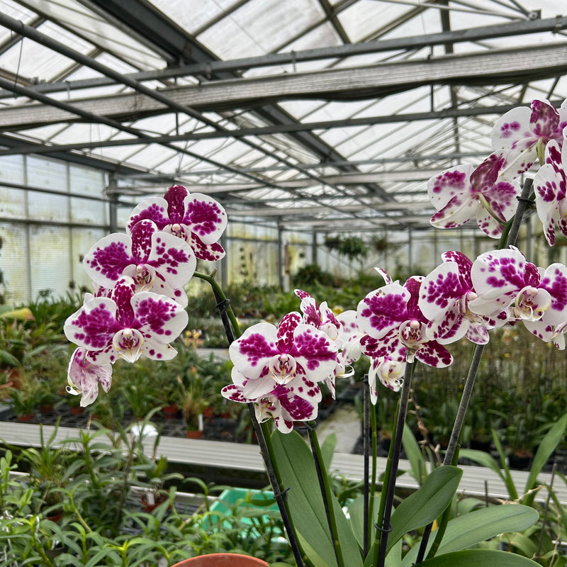Phalaenopsis Marrakesh