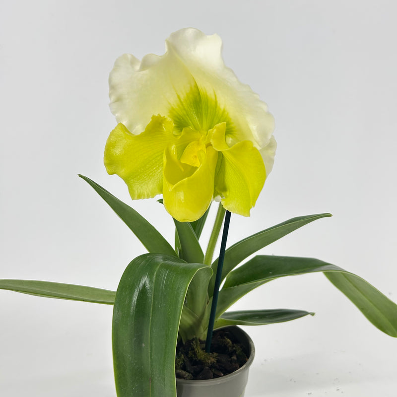 Paphiopedilum Hybride grün-weiß