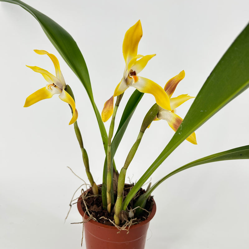 Maxillaria luteo-alba