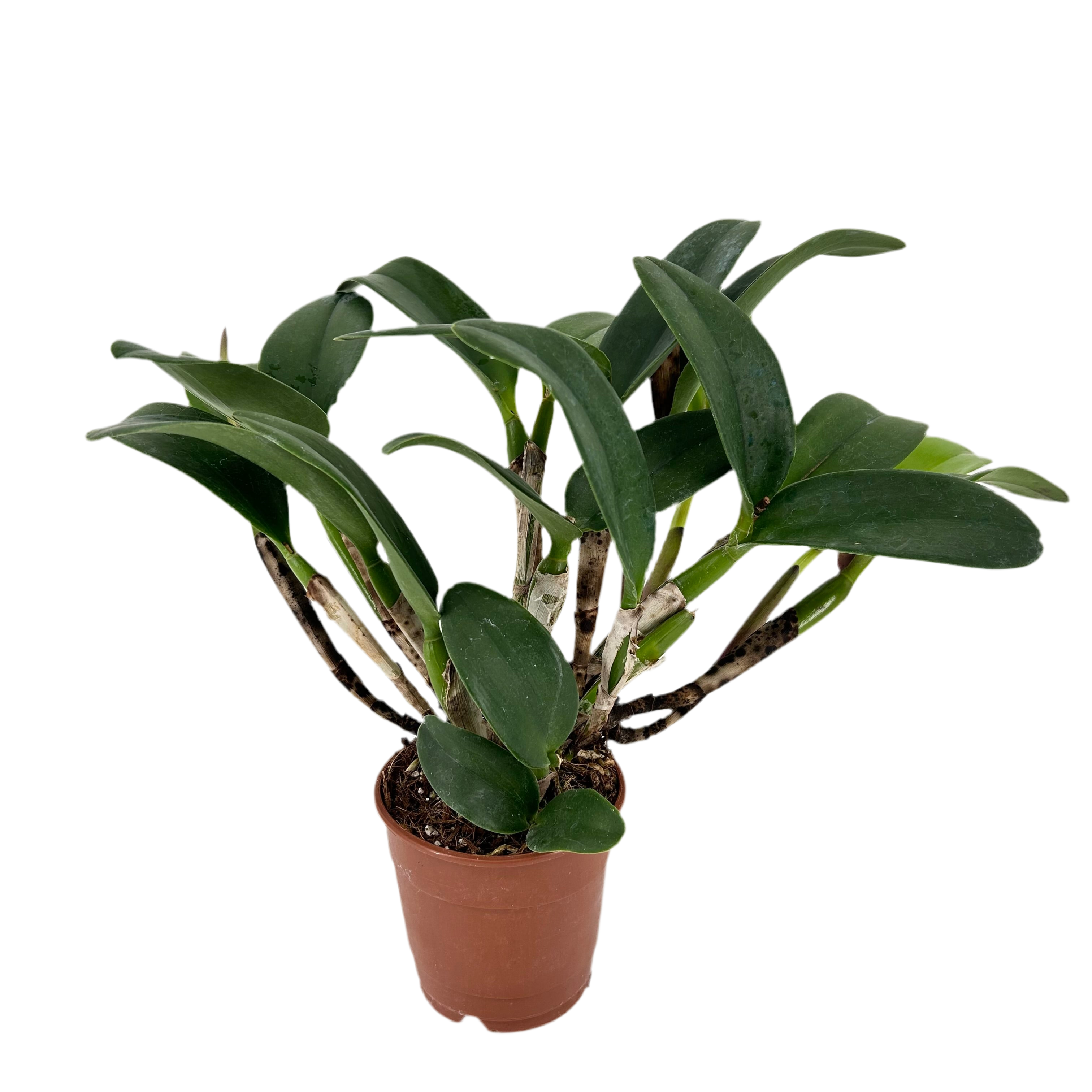 Cattleytonia DORIS AND BYRON 'Christmas Rose' – Hennis Orchideen