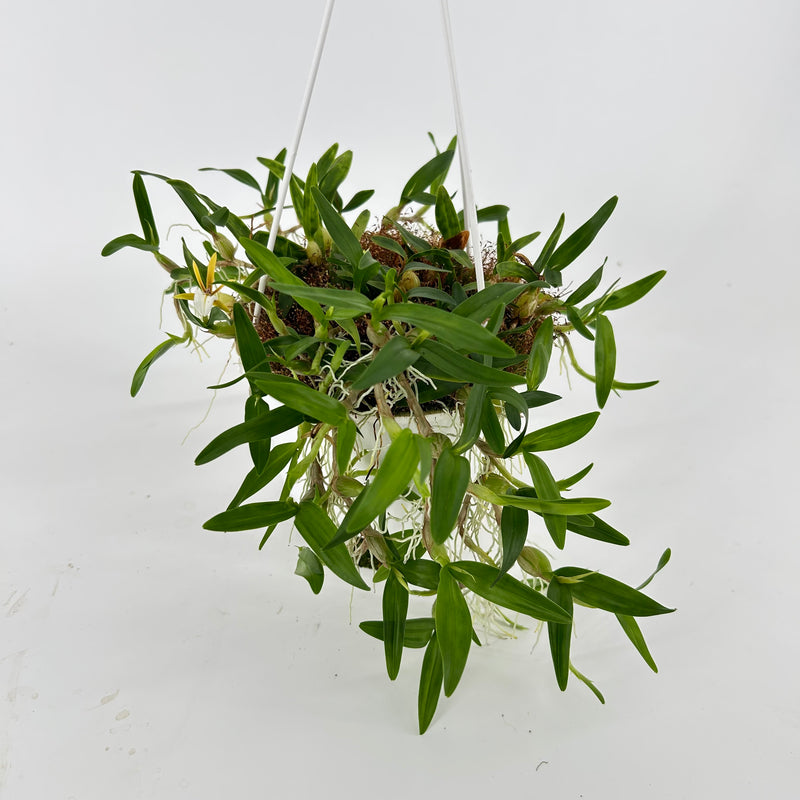 Epidendrum polybulbon