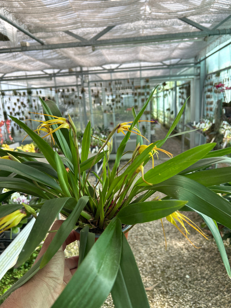 Maxillaria bradei Hybride