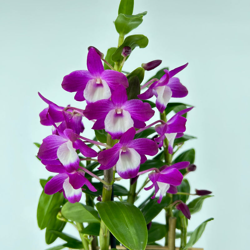 Dendrobium Hybride &