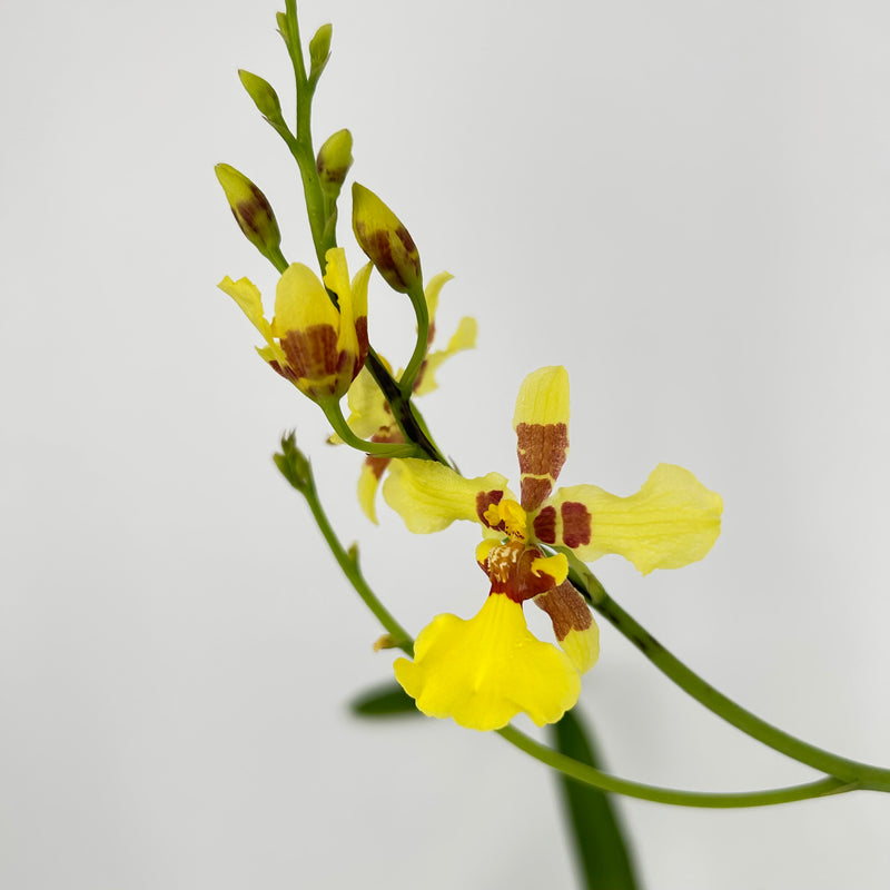 Oncidium excavatum