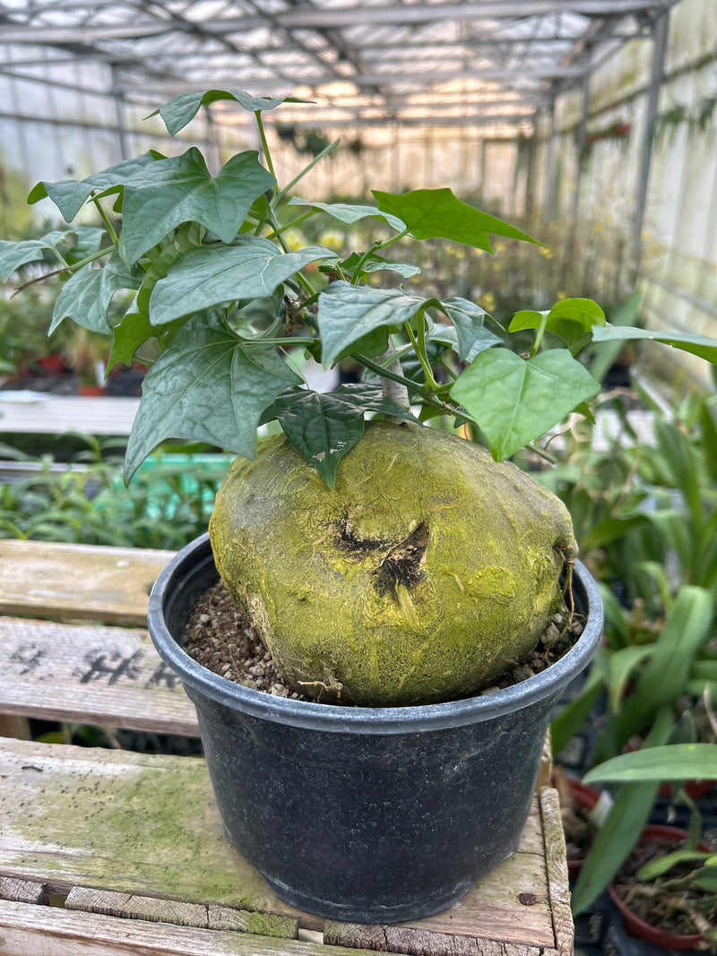 Gerradanthus macrorhizus