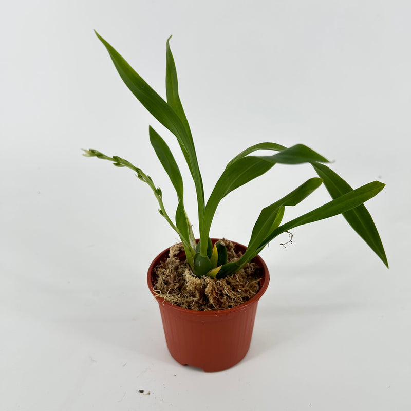 Gomesa recurva