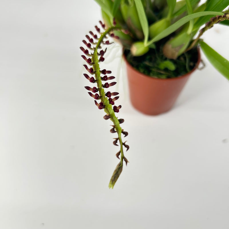 Bulbophyllum falcatum &