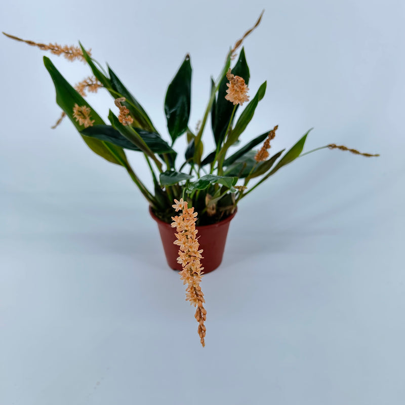 Dendrochilum bicallosum