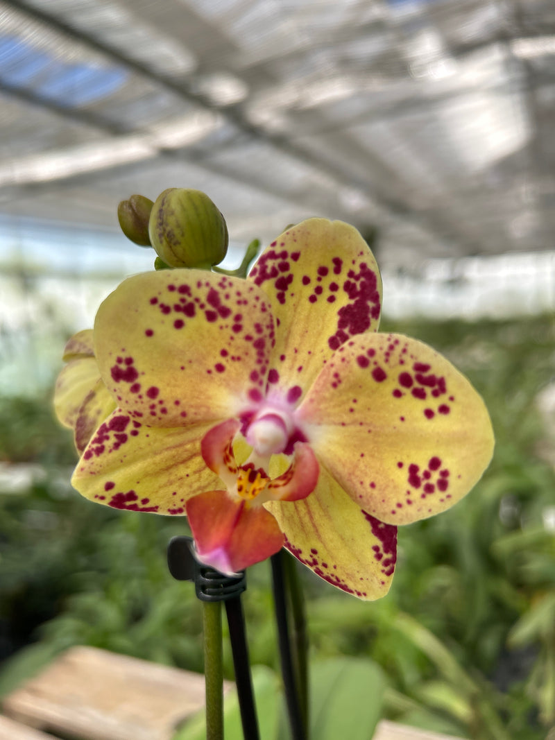 Phalaenopsis Hybride &