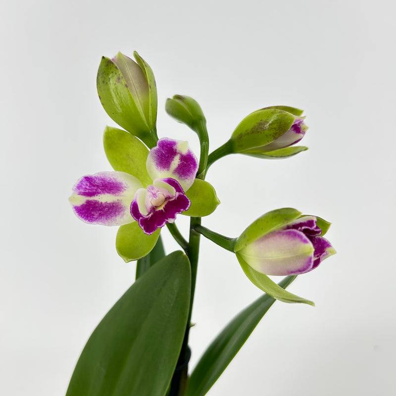 Rhyncholaeliocattleya VILLAGE CHIEF NORTH &