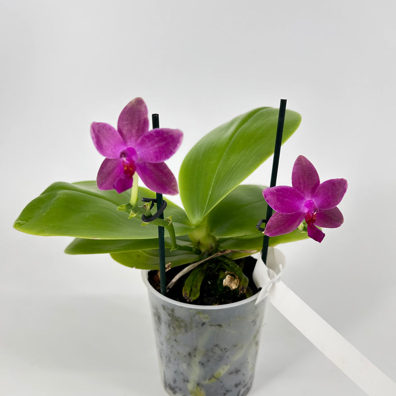 Phalaenopsis Hybride Test 1