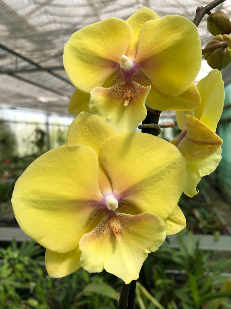 Phalaenopsis Hybride "Manta Palau"