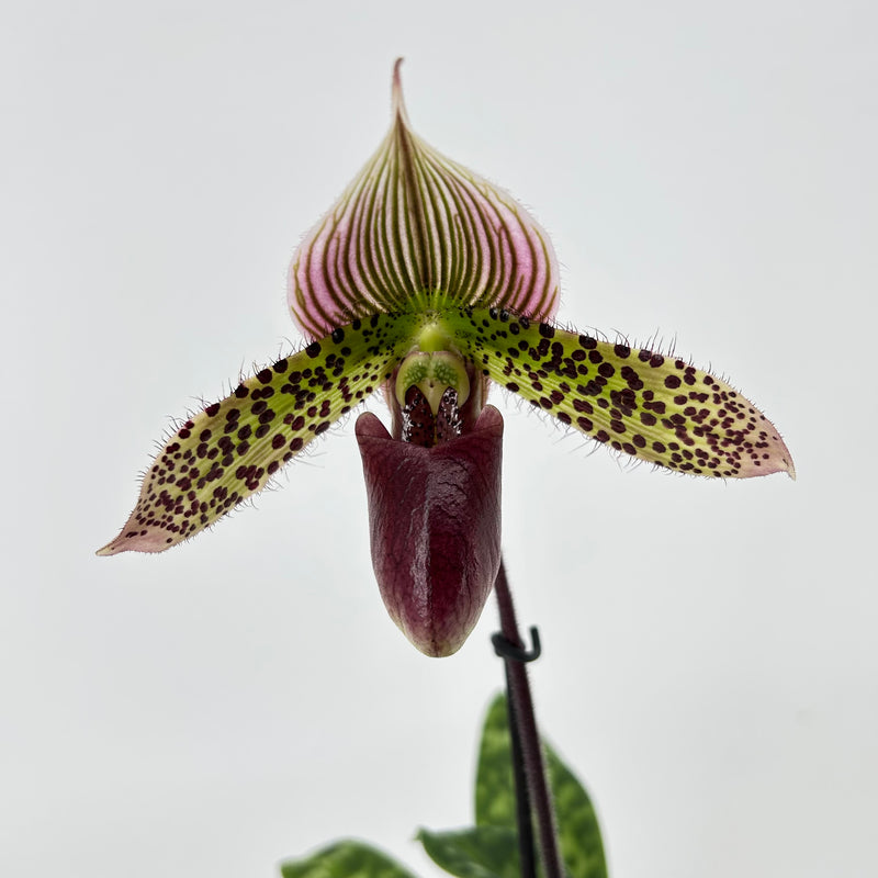Paphiopedilum Maudiae &