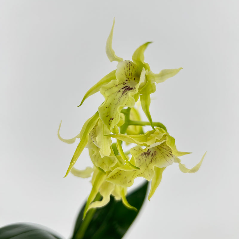 Dendrobium hodgkinsonii