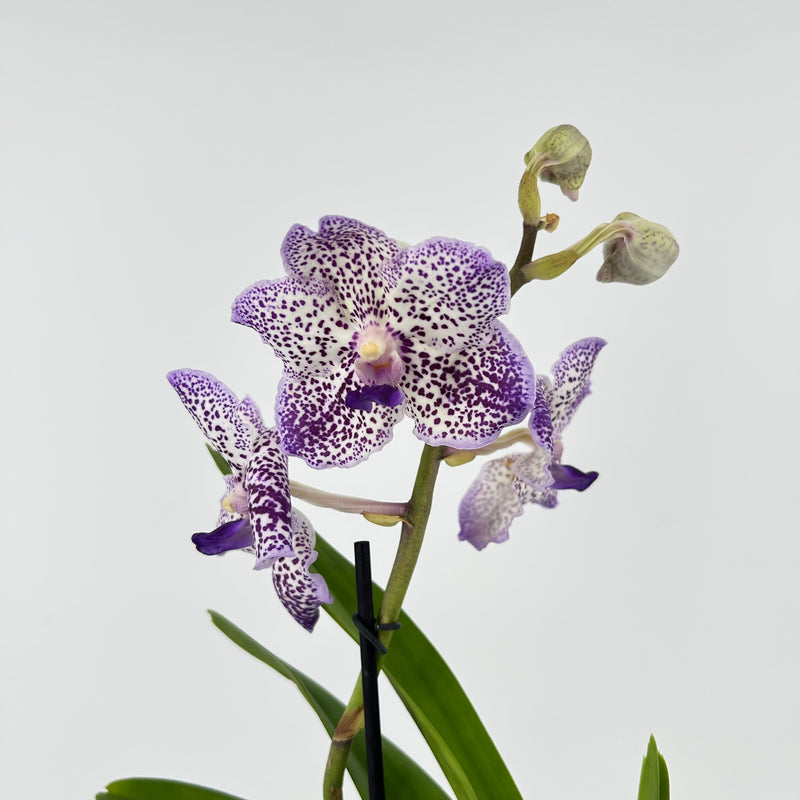 Vanda Hybride "Yano Blue"