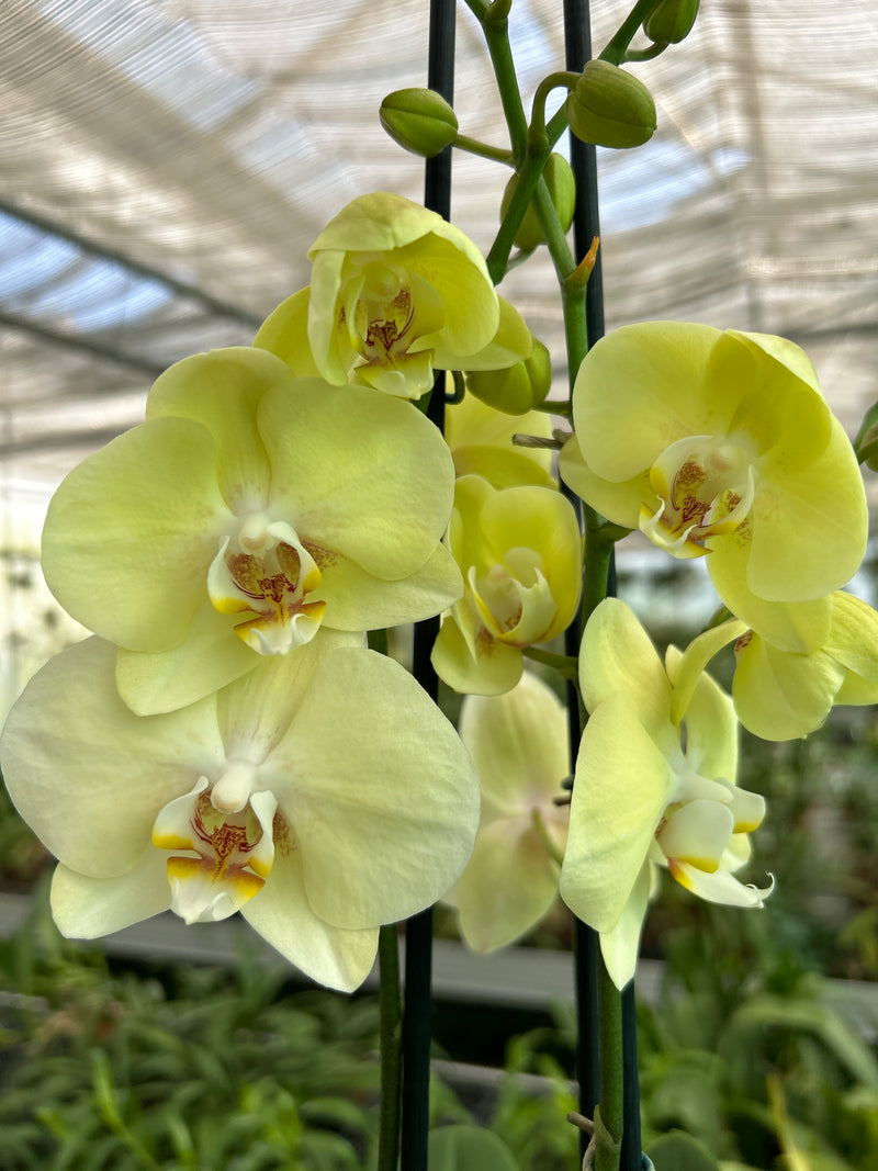 Phalaenopsis Hybride "Cremon"