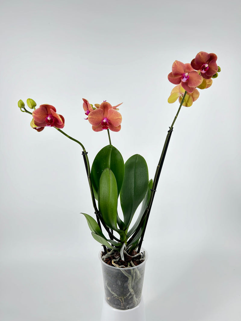 Phalaenopsis "Surf Song"