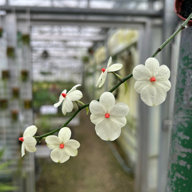 Aerangis rhodosticta