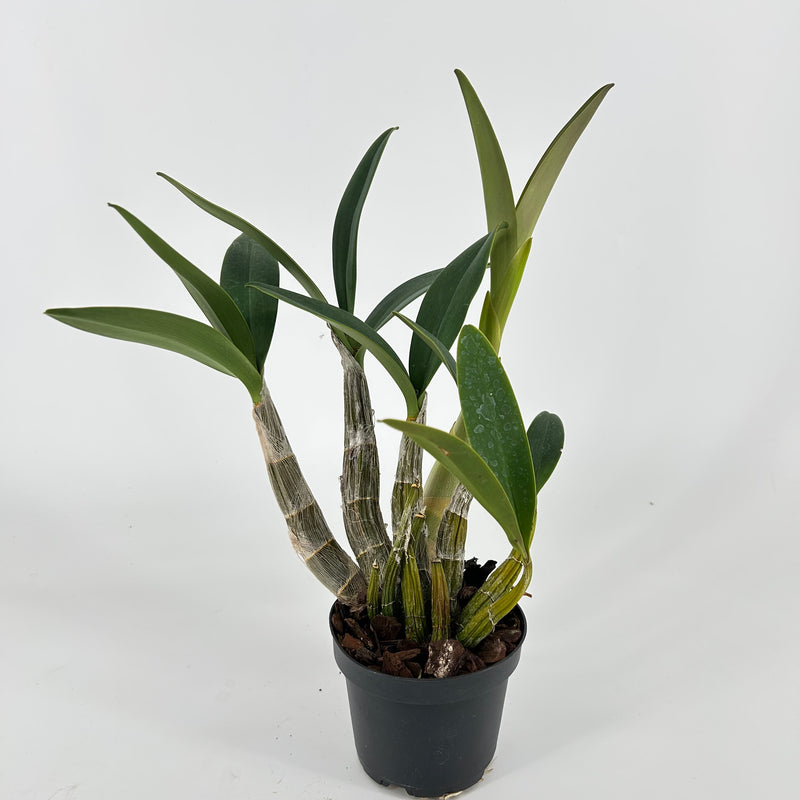 Dendrobium speciosum