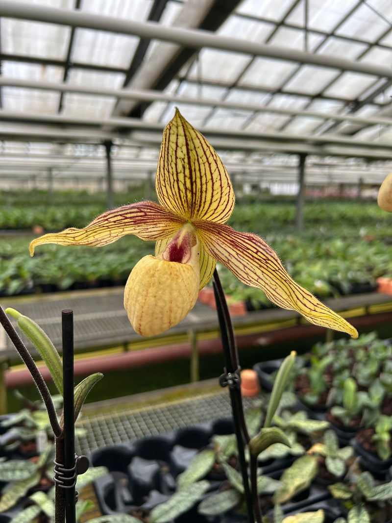 Paphiopedilum HAROLD KOOPOWITZ