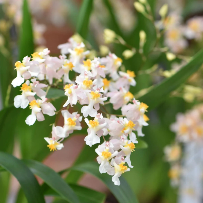 Oncidium TINY TWINKLE &