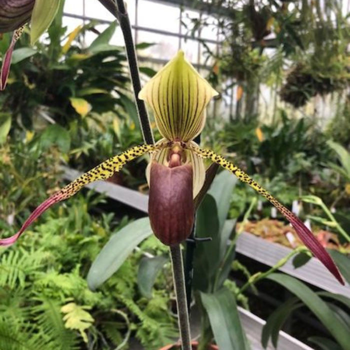 Paphiopedilum JULIUS