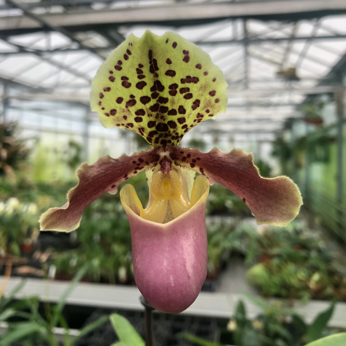 Paphiopedilum henryanum