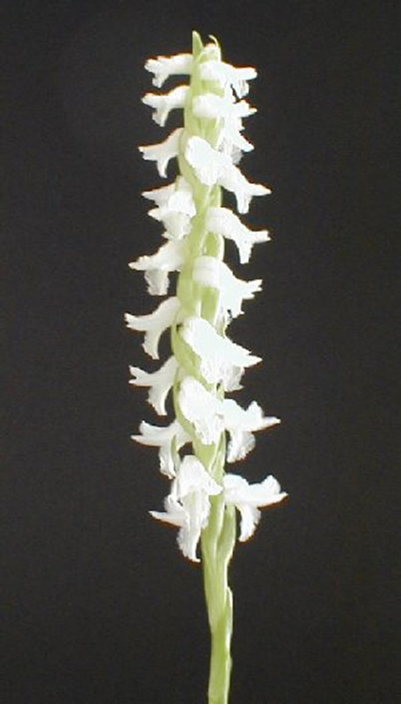 Spiranthes cernua