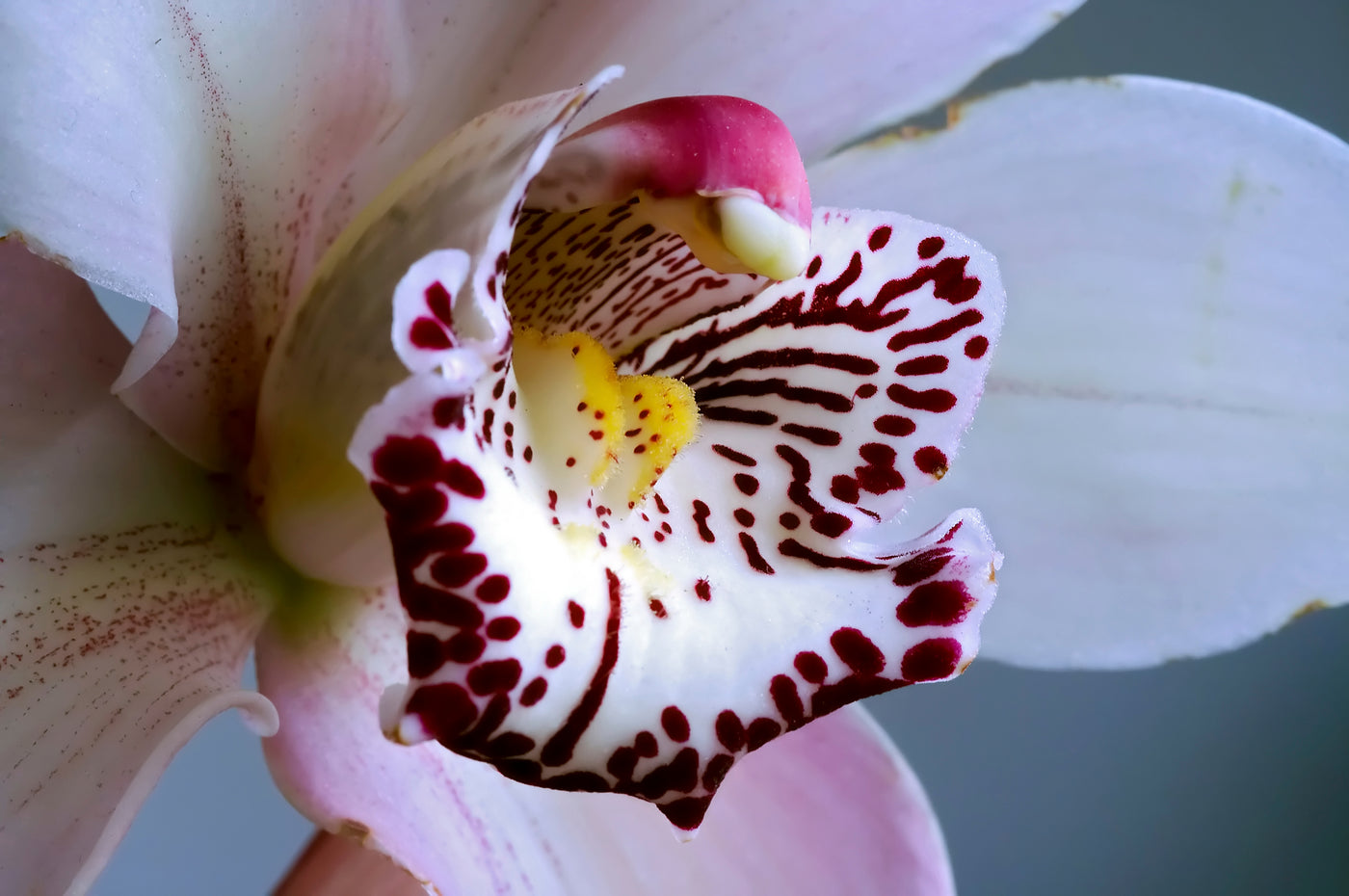 Orchideen kaufen Phaelanopsis Blüte